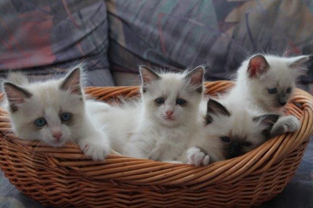 chaton Ragdoll Poupe Tsa