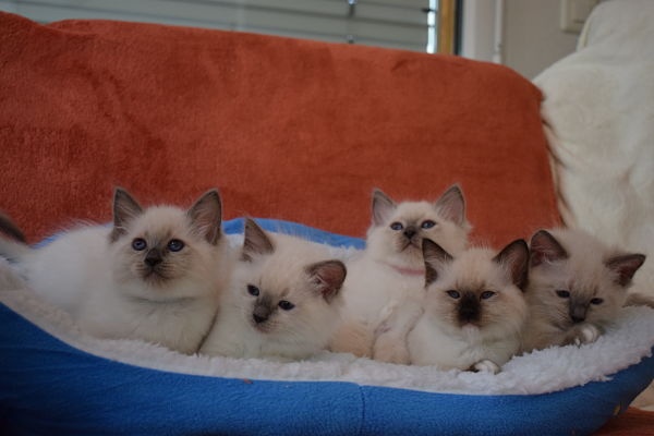 chaton Ragdoll Poupe Tsa