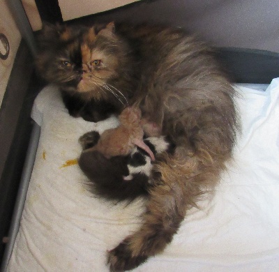 Du Lous Coudeyre - 2 chatons sont nés !