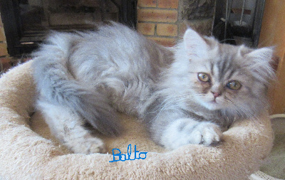 Du Lous Coudeyre - Chaton disponible  - Persan