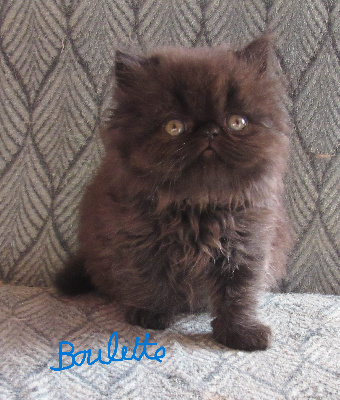 Boulette - Persan