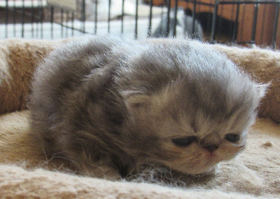 Du Lous Coudeyre - Chaton disponible  - Persan
