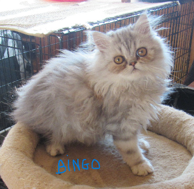 Du Lous Coudeyre - Chaton disponible  - Persan