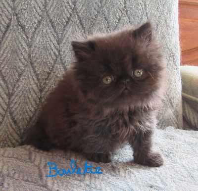 Du Lous Coudeyre - Chaton disponible  - Persan