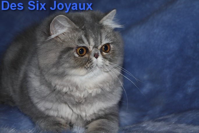 chaton Persan Des Six Joyaux