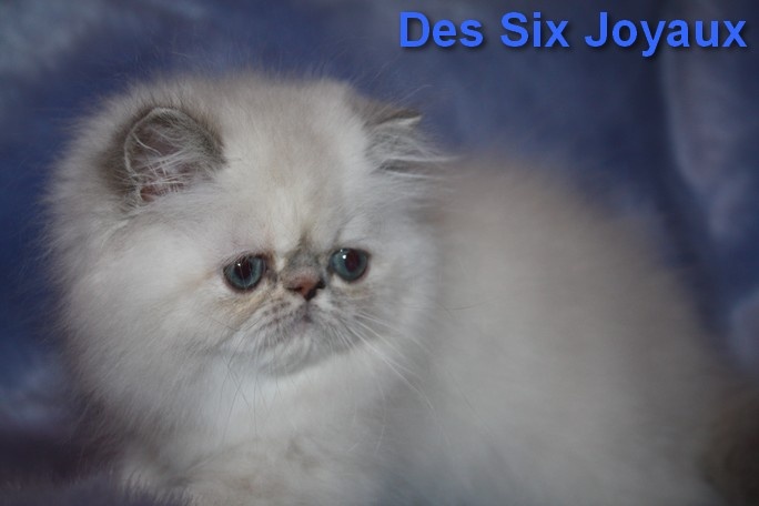 chaton Persan Des Six Joyaux