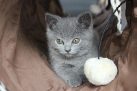 Merlin - Chartreux