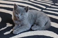 Merlin - Chartreux