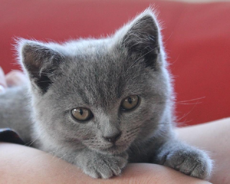 chaton Chartreux Du Jardin De Bubastis