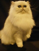 Charmmy kitty de l'Emeraude Persane