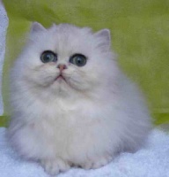 Charmmy kitty de l'Emeraude Persane