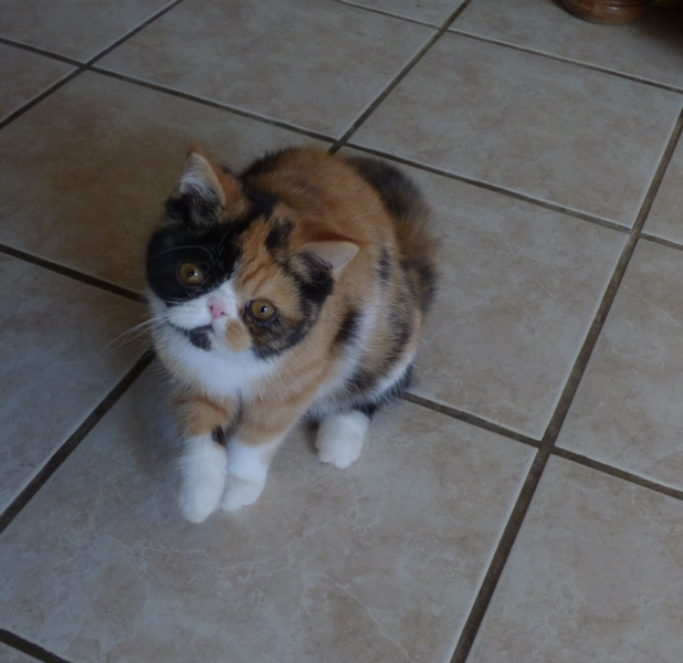 de la vallée rose - Exotic Shorthair - Portée née le 13/07/2023