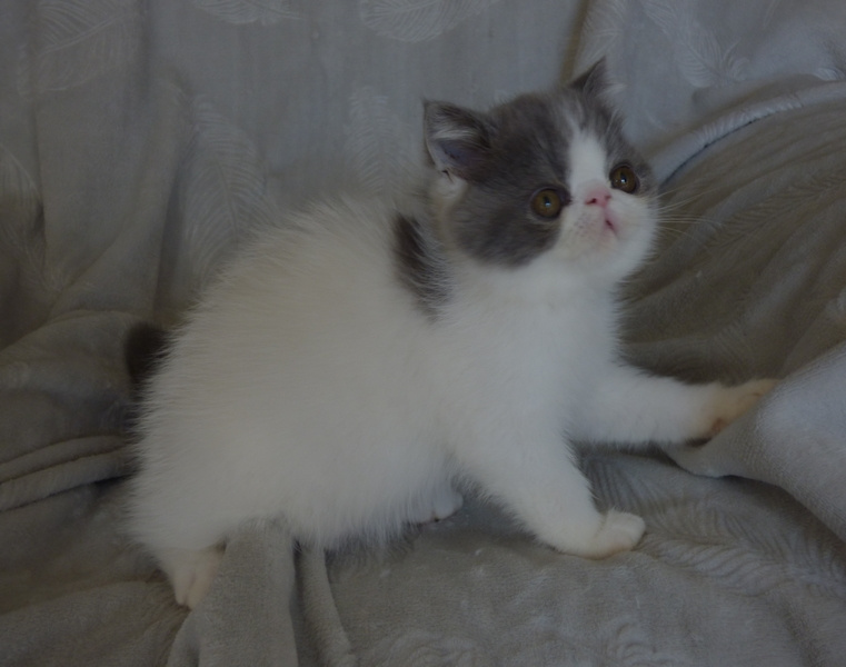 de la vallée rose - Exotic Shorthair - Portée née le 21/07/2023