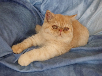 de la vallée rose - Chaton disponible  - Persan