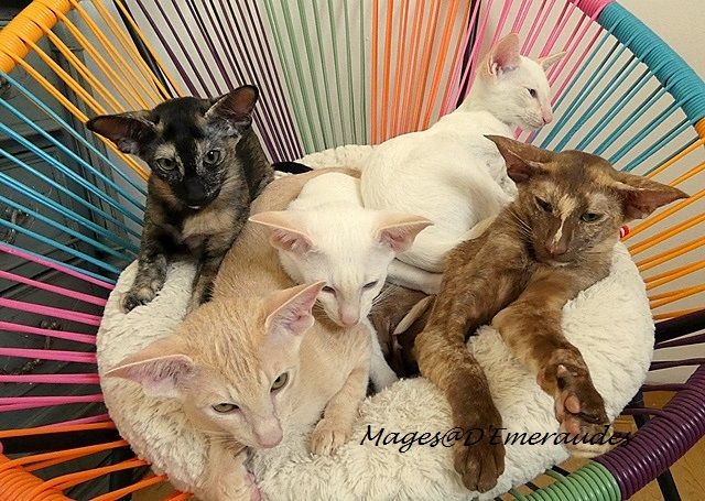 les Mages d'Emeraudes - De beaux chatons super câlins disponibles