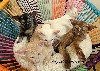les Mages d'Emeraudes - De beaux chatons super câlins disponibles