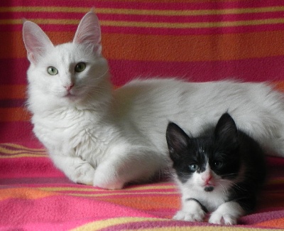 De la Mosquée Bleue - Les chatons de Ia Omri et Illico sont nés !!