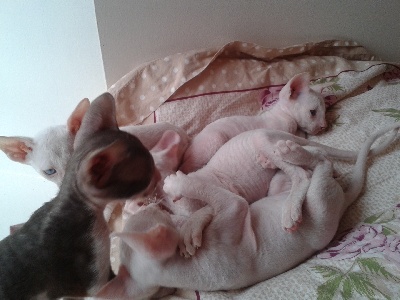 des Petits Velours - Nouvelle portée,de 5 chatons nés le 1er septembre
