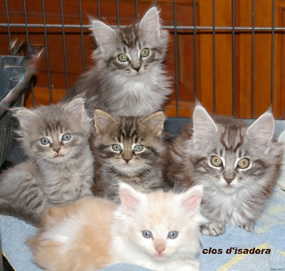du clos d'Isadora - Photos de famille de nos chatons