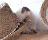 des Jardins Persans - chaton exotic-shorthair à réservé