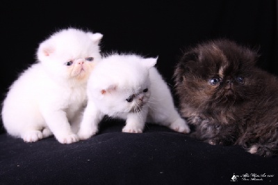 des Carpates Blanches - Nouveaux chatons à reserver.