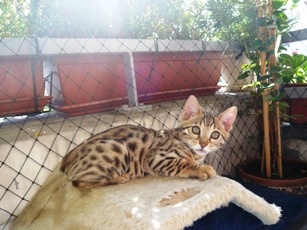 chaton Bengal Jakantara