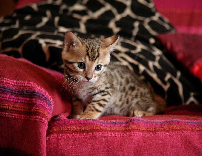 chaton Bengal Jakantara