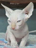 Le Chat - Sphynx