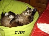 Duffy de la gibertiere
