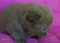 D'arcosu - Chaton disponible  - British Shorthair et Longhair