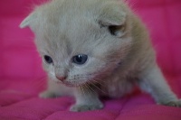 D'arcosu - British Shorthair et Longhair - Portée née le 12/04/2013