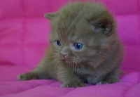 D'arcosu - Chaton disponible  - British Shorthair et Longhair