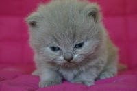 D'arcosu - Chaton disponible  - British Shorthair et Longhair