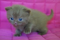 D'arcosu - Chaton disponible  - British Shorthair et Longhair