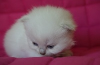 D'arcosu - Chaton disponible  - British Shorthair et Longhair