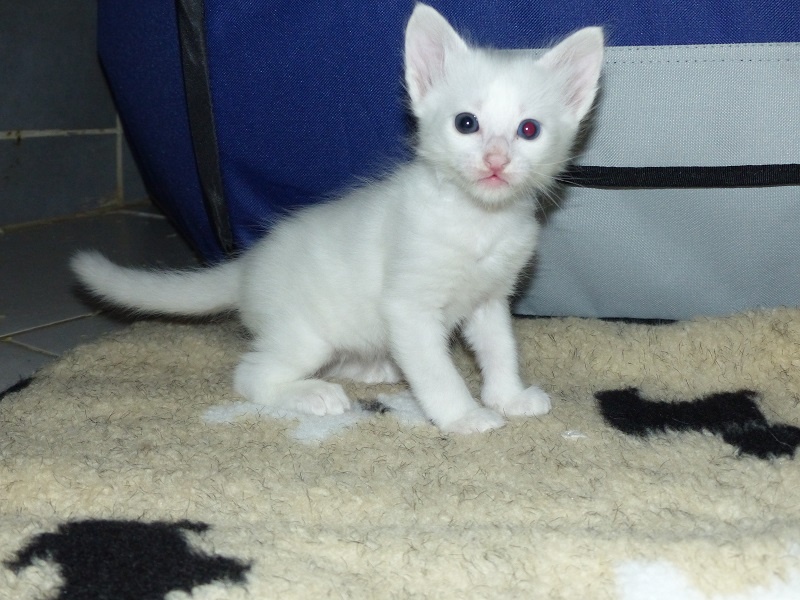 chaton Angora Turc La Cle Du Bonheur