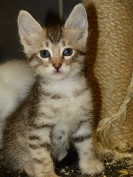 La Cle Du Bonheur - Chaton disponible  - Angora Turc