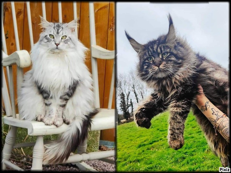 chaton Maine Coon Silver Paradise