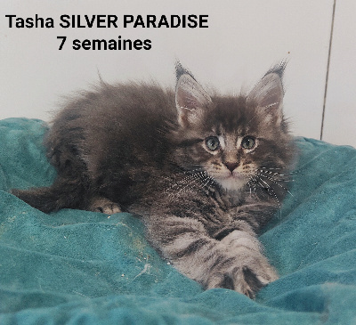 Silver Paradise - Chaton disponible  - Maine Coon