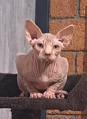 Des Chtis Loves - Chaton disponible  - Sphynx