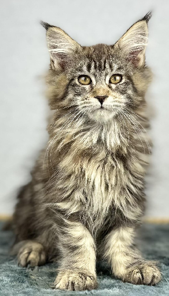 chaton Maine Coon Des Coons Bellille