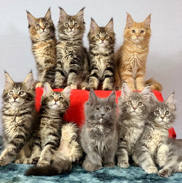 chaton Maine Coon Des Coons Bellille