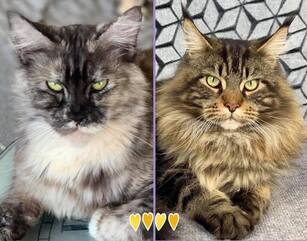 chaton Maine Coon Des Coons Bellille