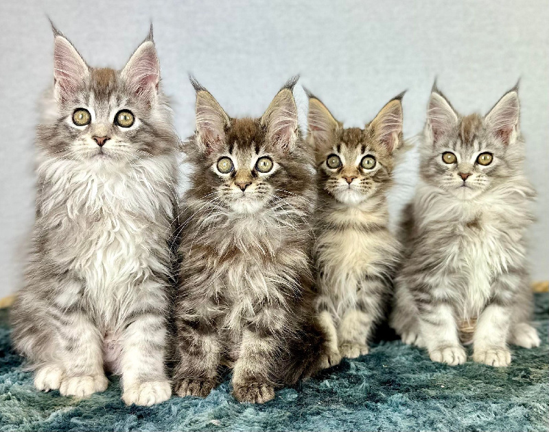 chaton Maine Coon Des Coons Bellille