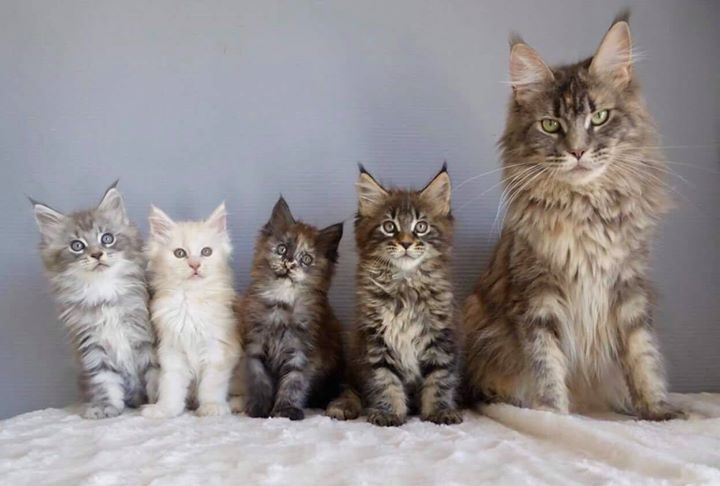 chaton Maine Coon Des Coons Bellille