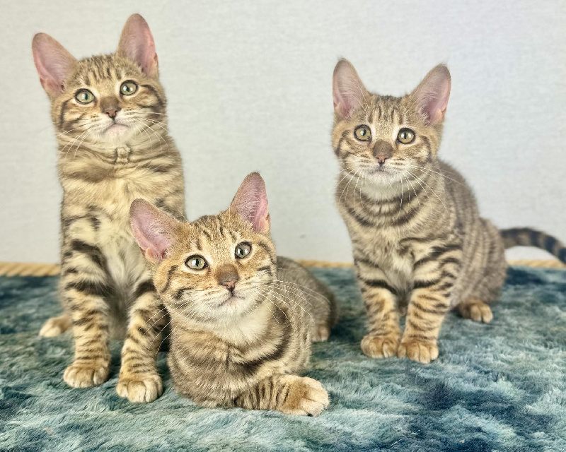 chaton Toyger Des Coons Bellille