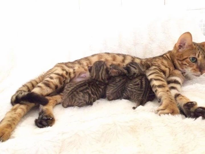 chaton Toyger Des Coons Bellille