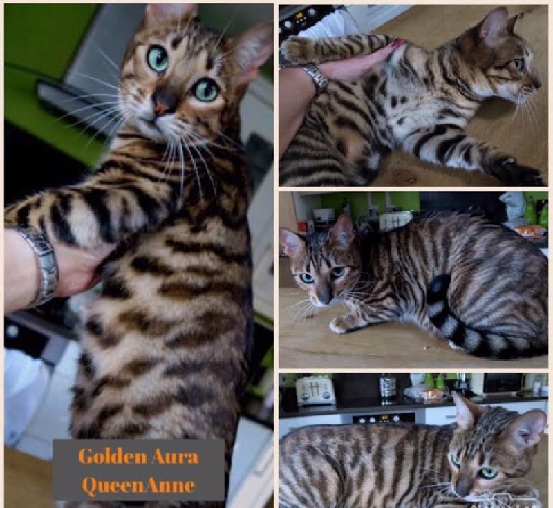 chaton Toyger Des Coons Bellille