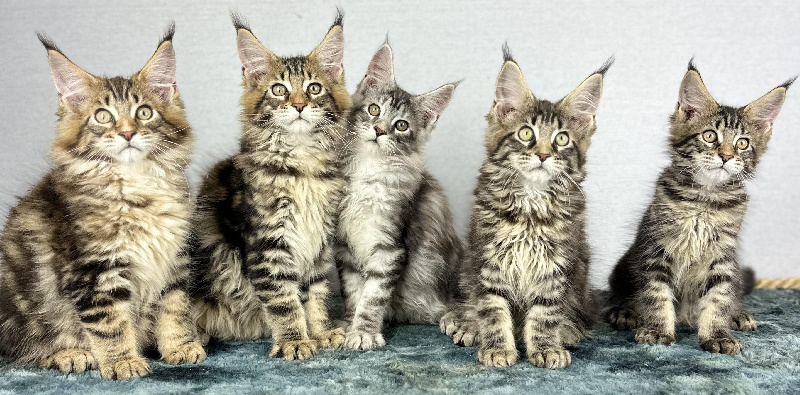 chaton Maine Coon Des Coons Bellille