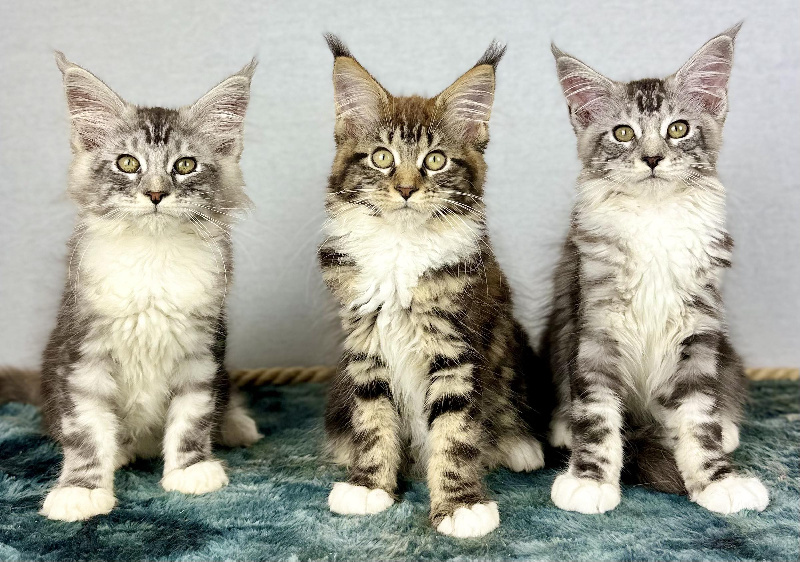 chaton Maine Coon Des Coons Bellille